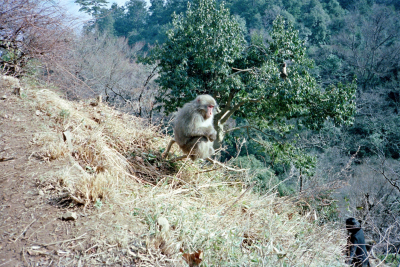 Filename=Japan0477.jpg
Filesize=1120KiB
Dimensions=2048x1371
Date added=May 18, 2022 Japan0477.jpg