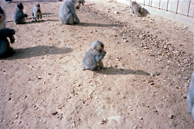 Filename=Japan0482.jpg
Filesize=872KiB
Dimensions=2048x1367
Date added=May 18, 2022 Japan0482.jpg