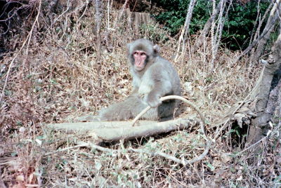 Filename=Japan0489.jpg
Filesize=970KiB
Dimensions=2048x1374
Date added=May 18, 2022 Japan0489.jpg