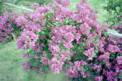 Filename=Japan0538.jpg
Filesize=869KiB
Dimensions=2048x1376
Date added=May 18, 2022 Japan0538.jpg